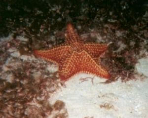 Cushion sea star, Negril, Jamaica, Sea&Sea MX5 by Clare I Sowter 